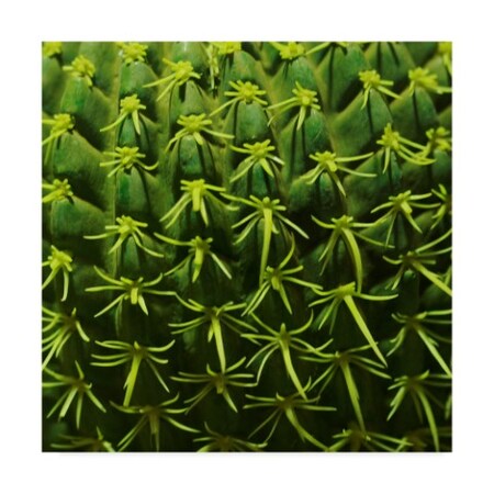Trademark Fine Art Incredi 'Green In A Square' Canvas Art, 24x24 ALI36121-C2424GG